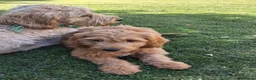 Mixed Breed dogs for sale: 3 Gorgeous Aussidoodles wanting to be re-homed  in Mountain Ash - Advert 22