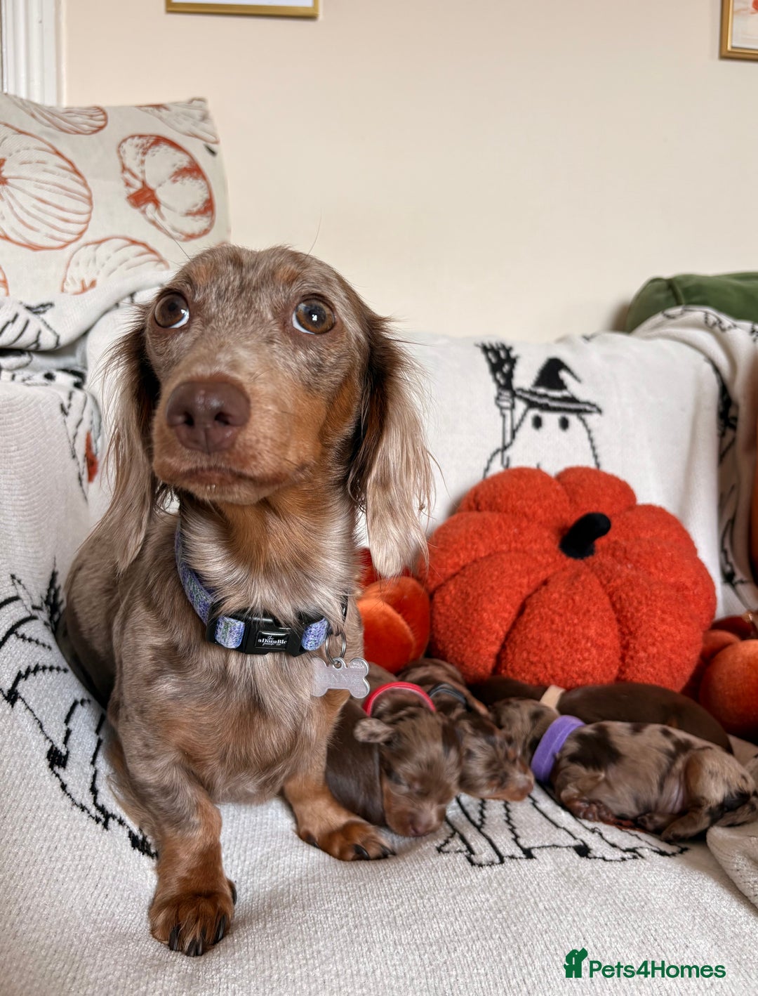 Miniature Dachshund dogs for sale: Longhair miniature dachshund  - Image 3