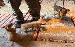 Lakeland Terrier dogs for sale: Quality Lakeland terrier pups  - Image 7