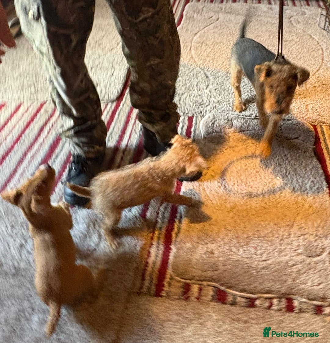 Lakeland Terrier dogs for sale: Quality Lakeland terrier pups  - Image 7