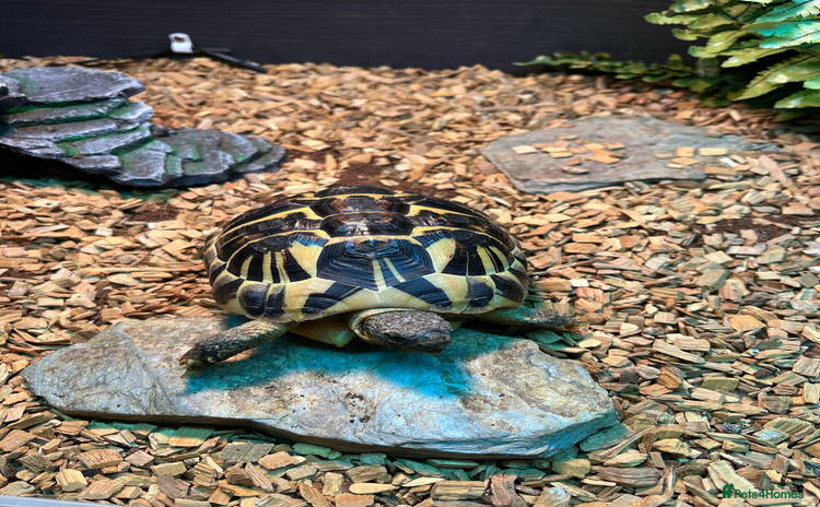 Hermann Tortoise reptiles - Advert 1