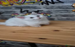 Munchkin cats for sale: Munchkin kittens ready for reservations or collect - Image 13