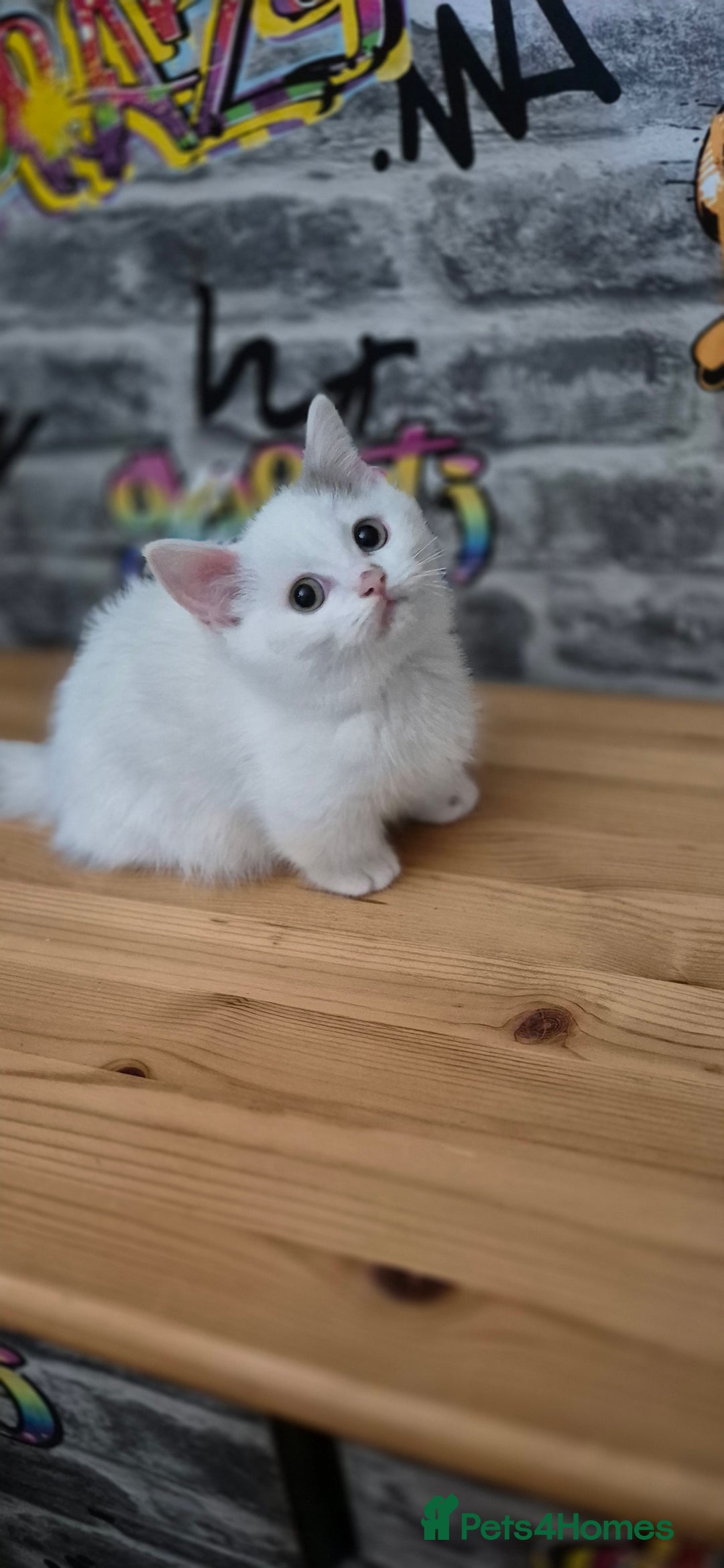 Munchkin cats for sale: Munchkin kittens ready for reservations or collect - Image 13