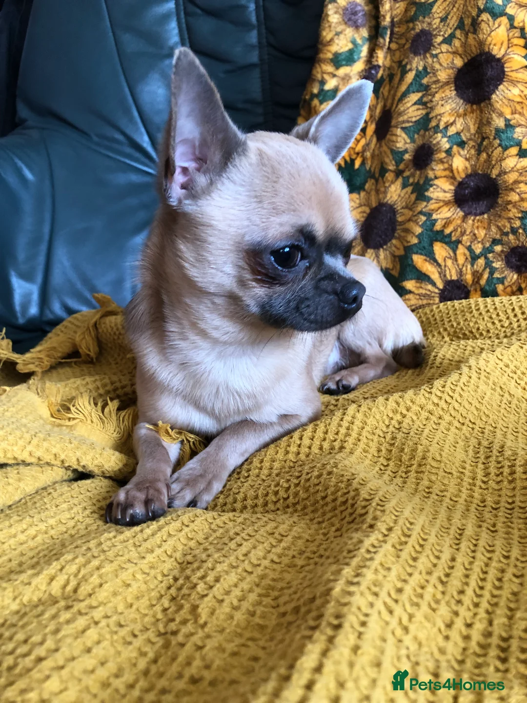 Chihuahua dogs for sale: Long haired and short haired chihuahua puppies - Advert 15