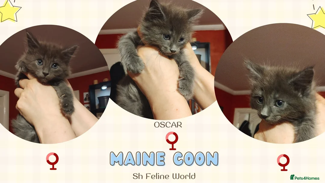 Maine Coon cats for sale: Maine Coon Kittens in Manchester - Advert 4