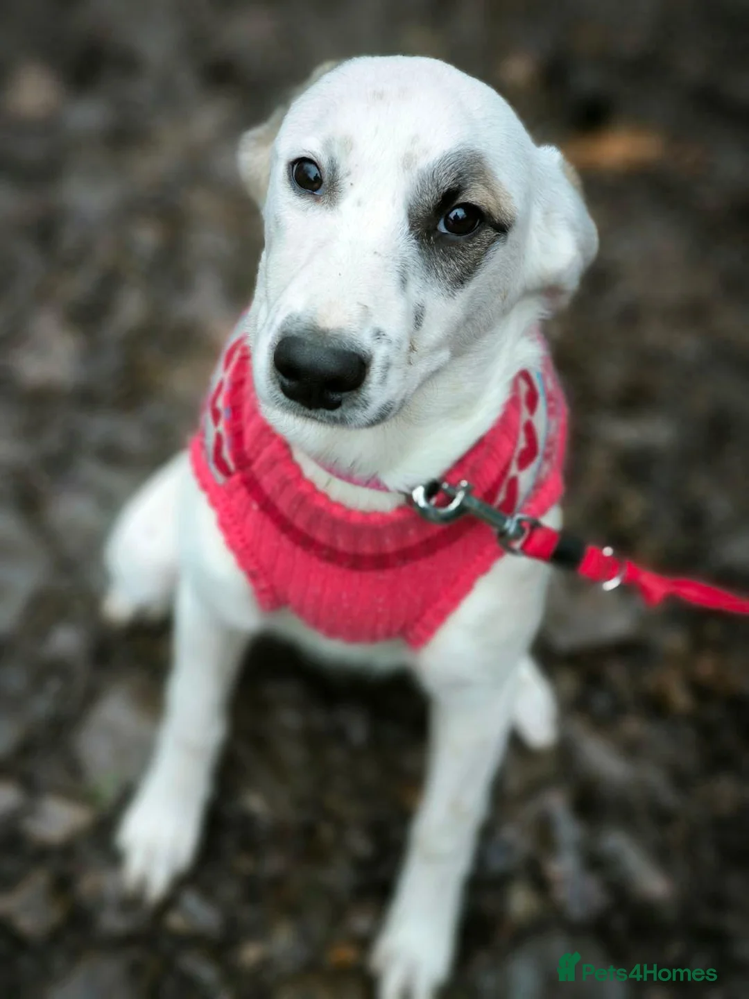 Mixed Breed dogs for adoption: ❤️PLIAMKA❤️8.5-month-old loving and playful girl in Oxford - Advert 12