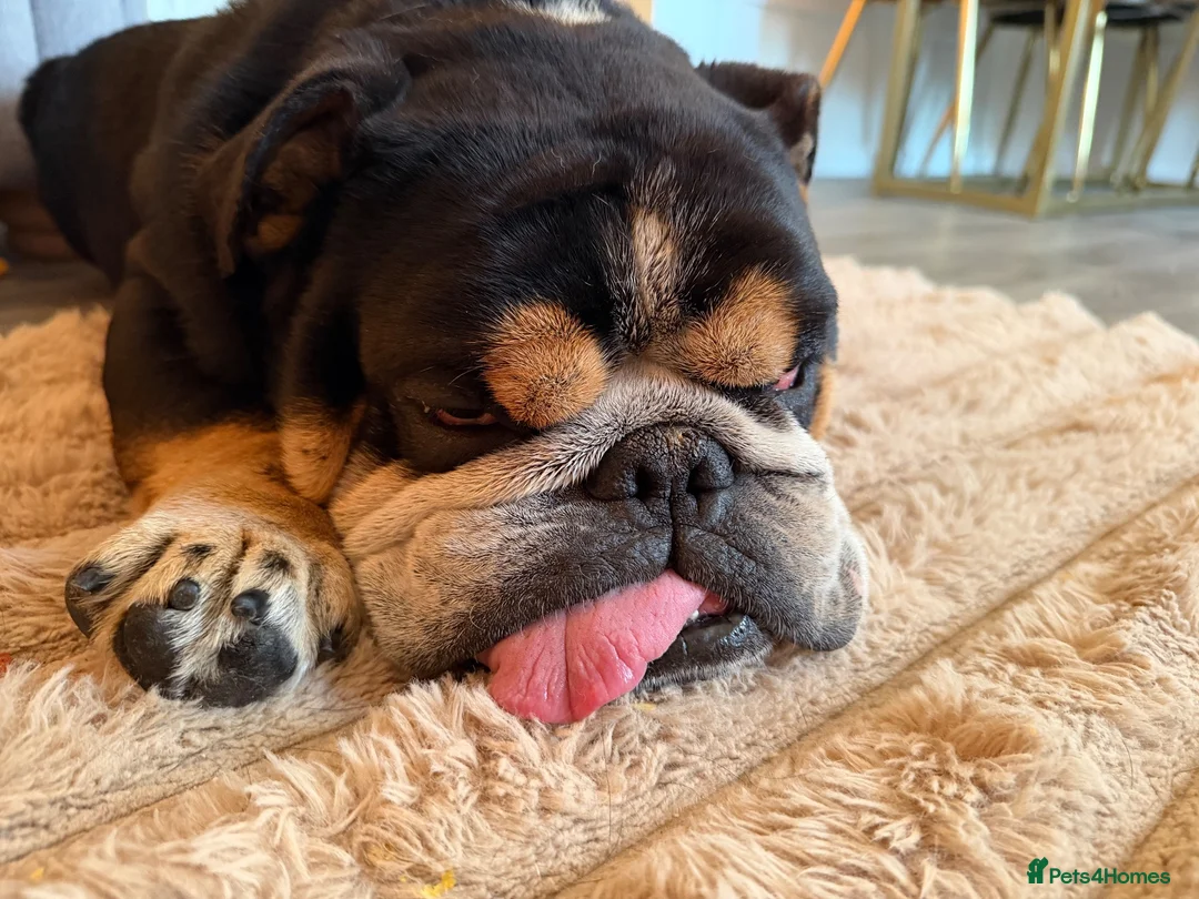 English Bulldog dogs for sale: Tri colour English bulldog  - Advert 1