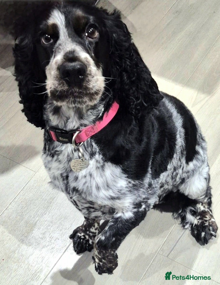 Cocker Spaniel dogs Cocker Spaniels - Show type. Blue roan in colour. - Advert 1