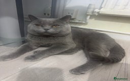 British Shorthair cats for sale: British shorthair male - Image 2
