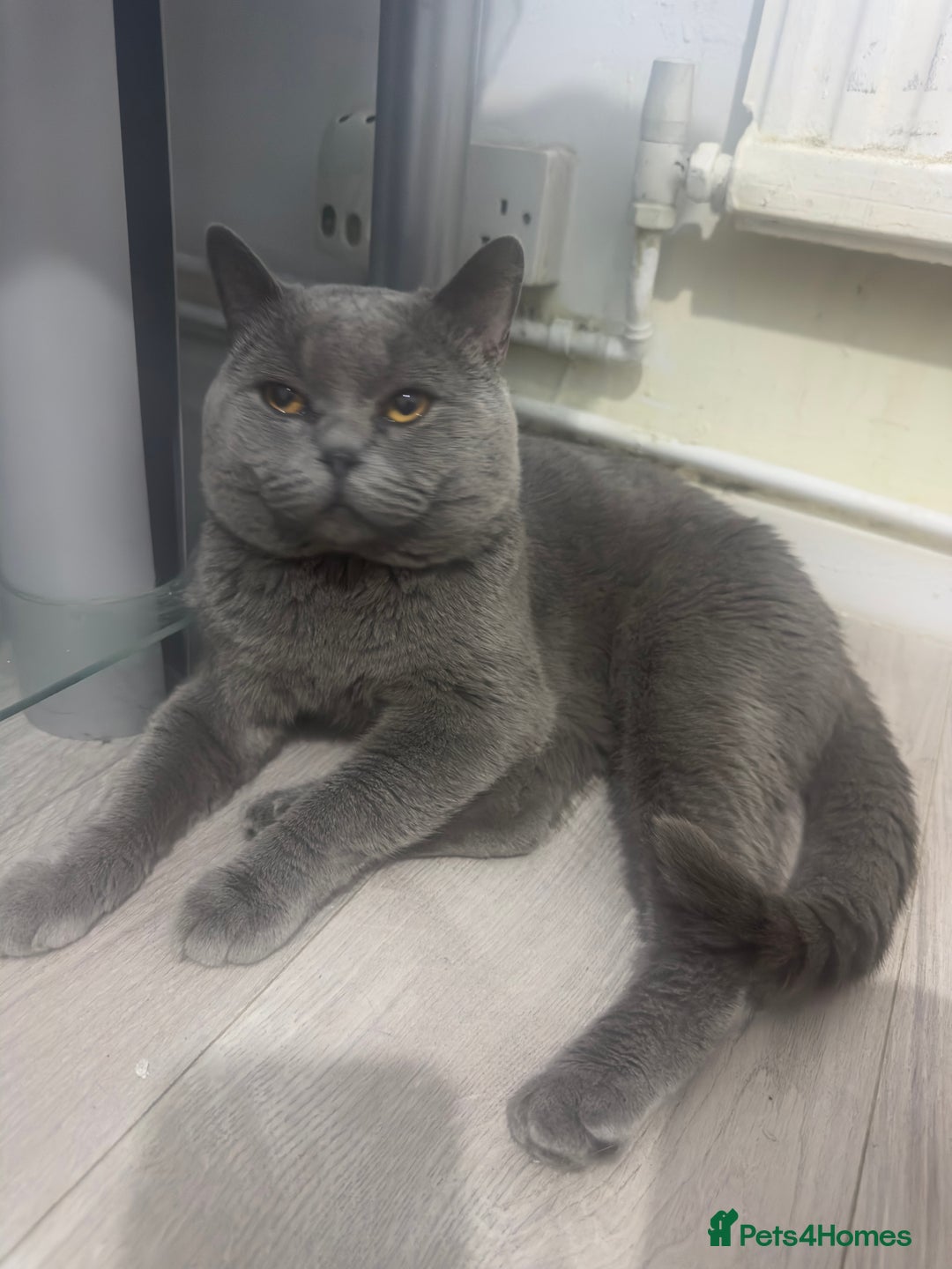 British Shorthair cats for sale: British shorthair male - Image 2