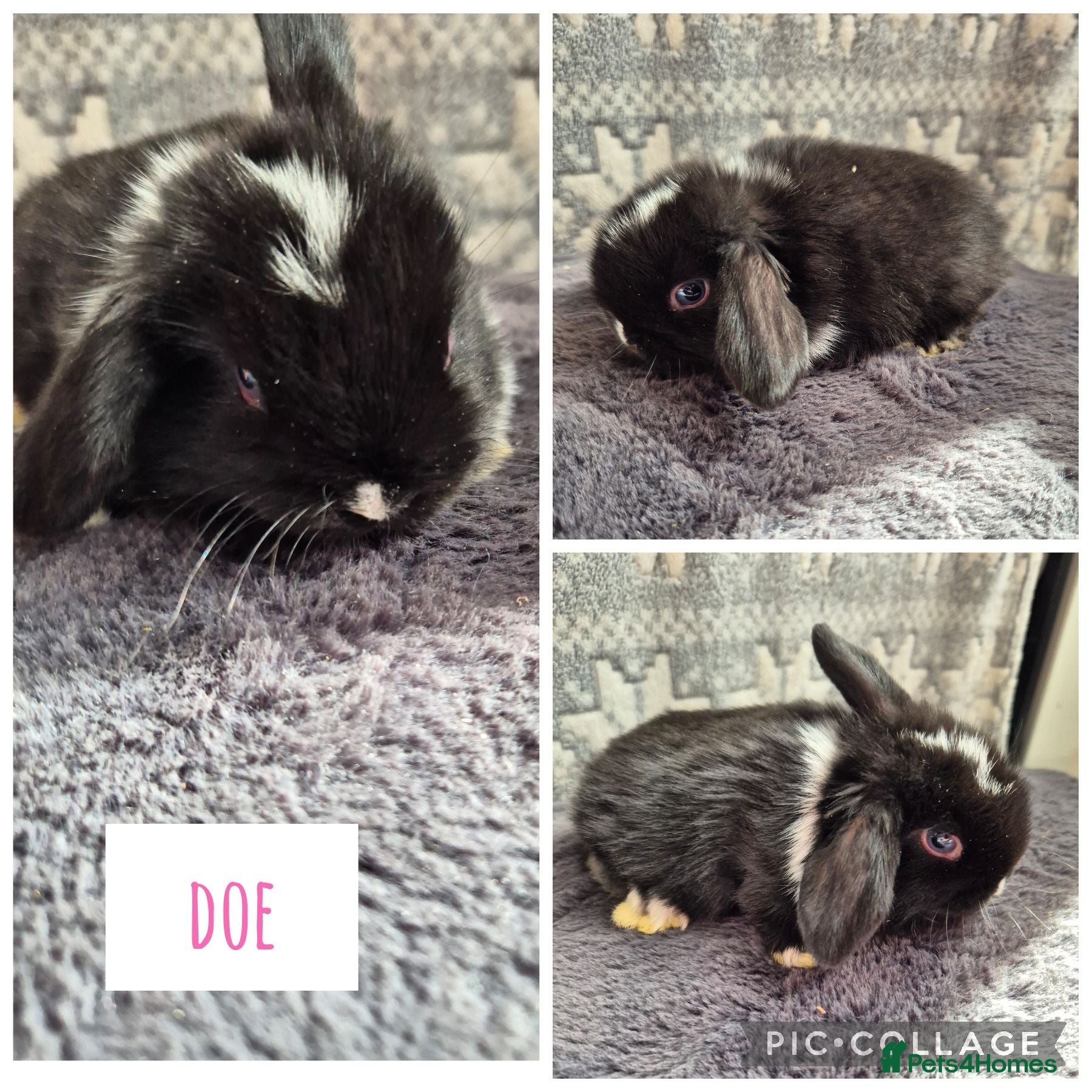 Mini Lop rabbits ❤️ READY TO RESERVE last 2 girls❤️  - Advert 3