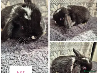 Mini Lop rabbits ❤️ READY TO RESERVE last 2 girls❤️ - Advert 3