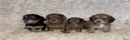Miniature Dachshund dogs for sale: Miniature long haired dachshund puppies for sale  - Advert 2