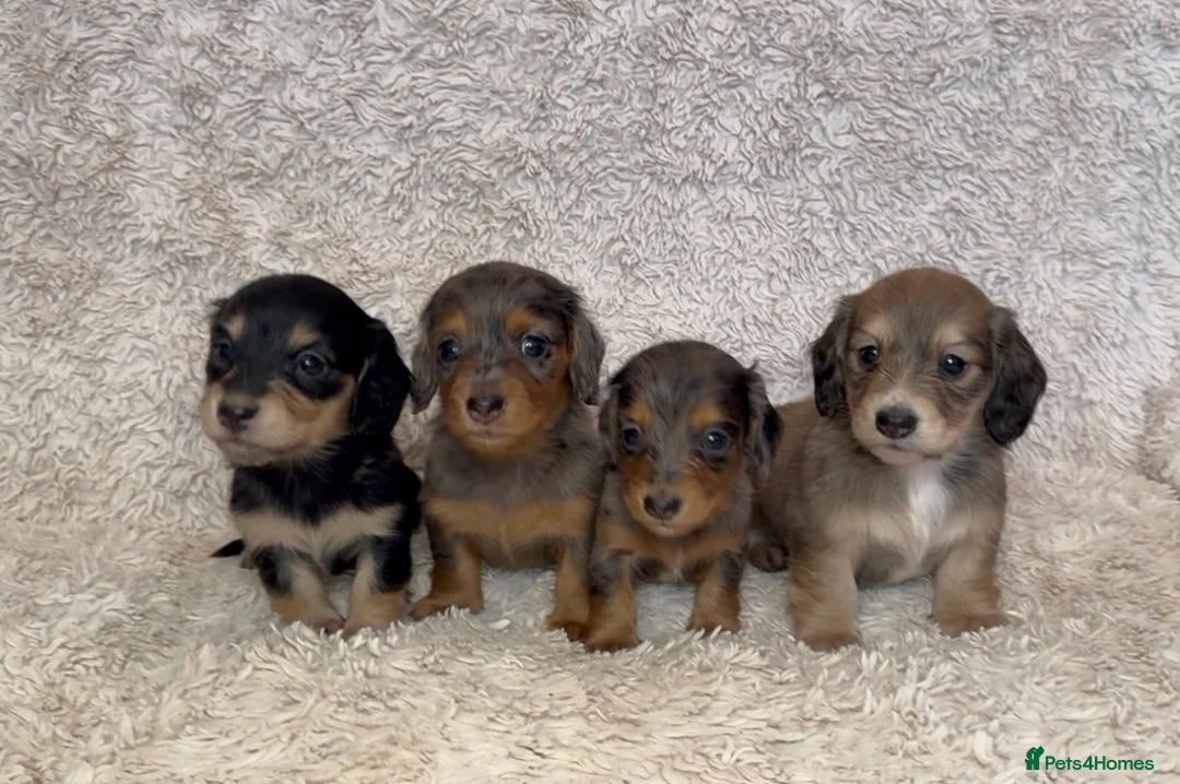 Miniature Dachshund dogs for sale: Miniature long haired dachshund puppies for sale  - Advert 2