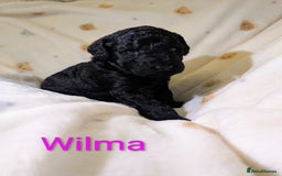 Standard Poodle dogs for sale: Standard poodles - Image 14