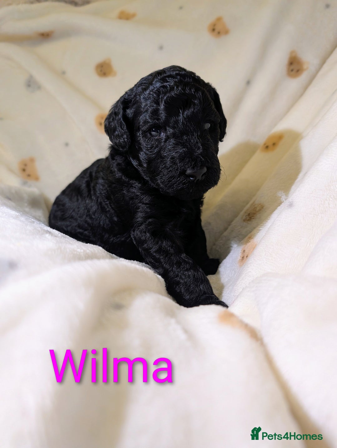 Standard Poodle dogs for sale: Standard poodles - Image 14