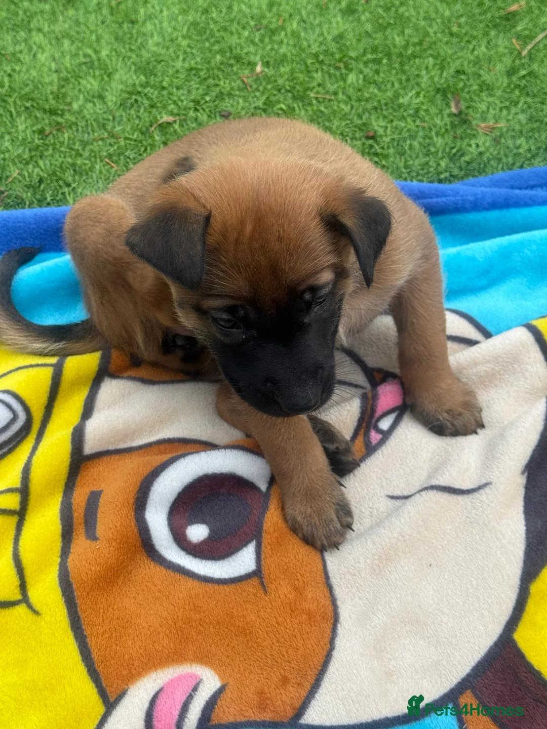 Belgian Shepherd Dog dogs for sale: Belgian Malinois Puppies - Advert 7