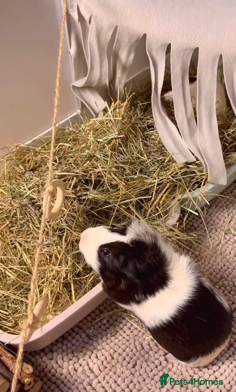Guinea Pig rodents 2 female guinea pigs - Advert 1