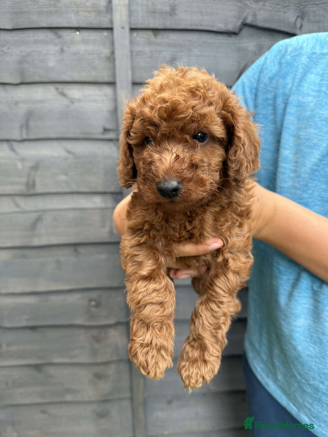 Miniature Poodle dogs for sale: Miniature poodles - Image 9