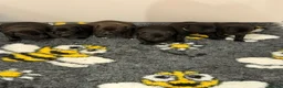 Staffordshire Bull Terrier dogs for sale: KC Reg/DNA Clear Brindle Staffordshire Puppies. - Advert 32