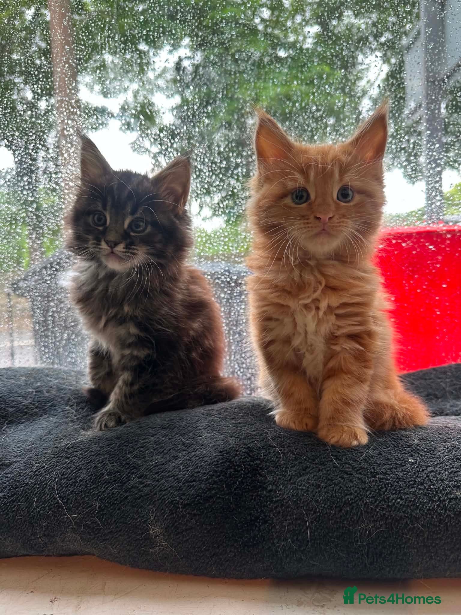 Maine Coon cats Main coon - Advert 17