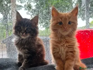 Maine Coon cats Main coon - Advert 17