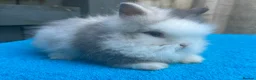 Lionhead rabbits for sale: 2 adorable double mane lionhead baby bunnies  - Advert 6