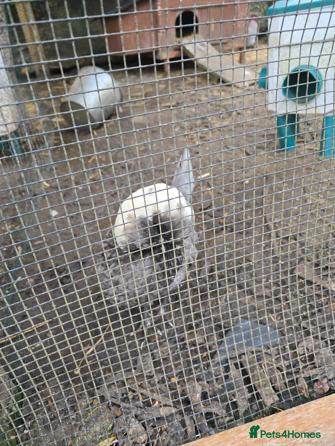 Chickens poultry for sale: Polish chickens  in Reading - Advert 6