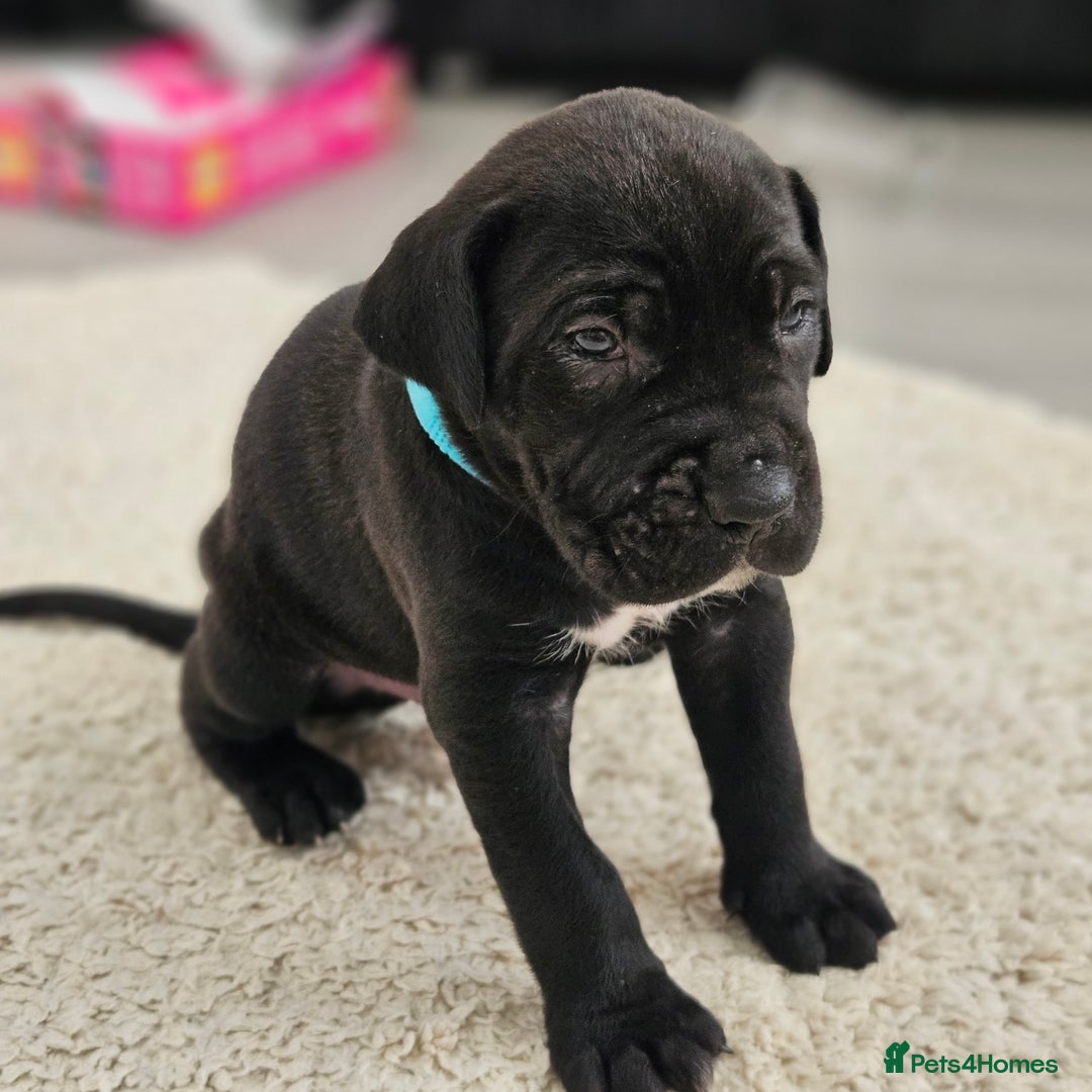 Cane Corso dogs for sale: Cane corsos  in Whitehaven - Image 6
