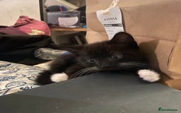 Domestic Shorthair cats for sale: 4 medium/longhair kittens,3 tuxedo 1 tortoiseshell - Advert 10