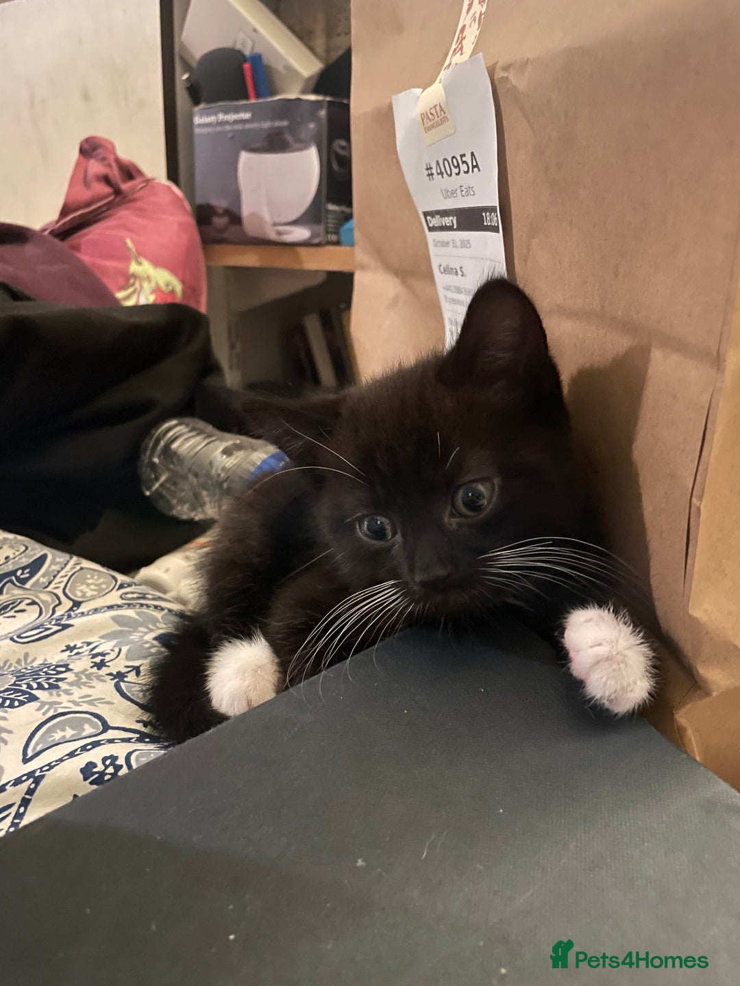 Domestic Shorthair cats for sale: 4 medium/longhair kittens,3 tuxedo 1 tortoiseshell - Advert 10