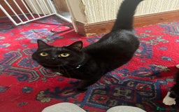 British Shorthair cats for sale: Socks & Mittens - Image 3