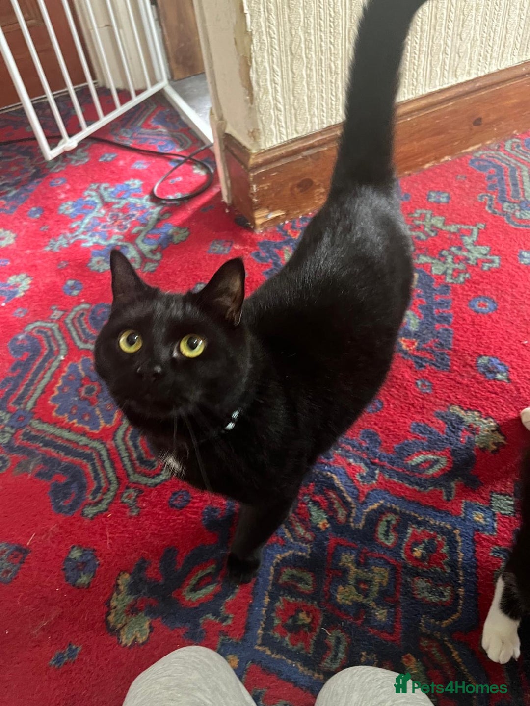 British Shorthair cats for sale: Socks & Mittens - Image 3