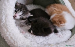 Mixed Breed cats for sale: 3 kittens for sale.  - Image 1