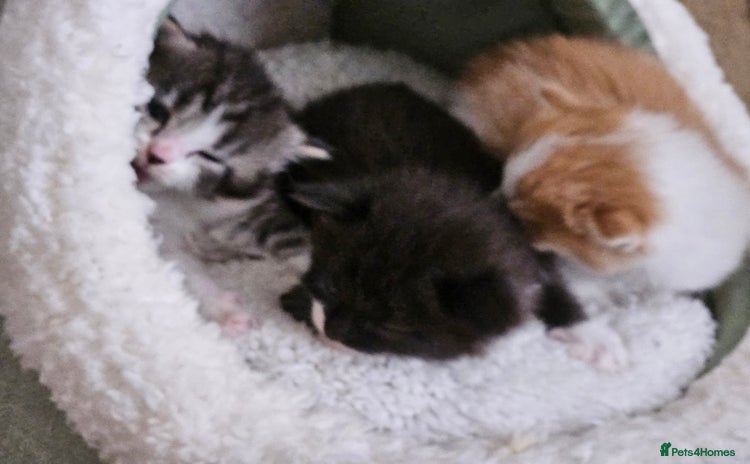 Mixed Breed cats - Advert 8