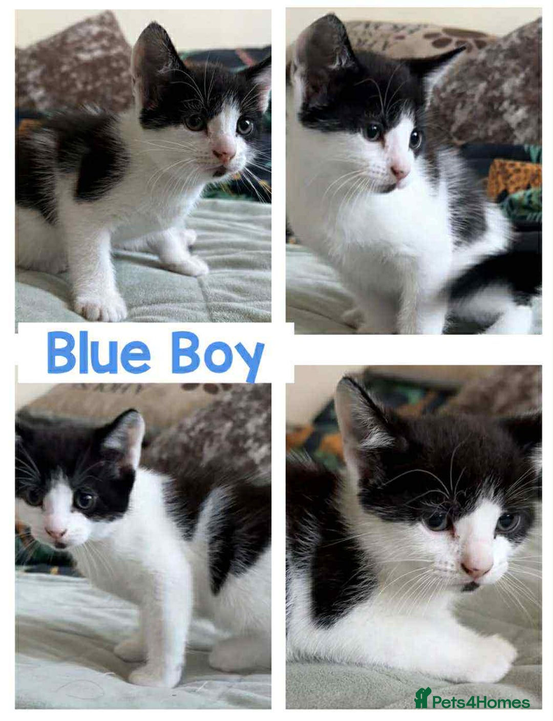 Mixed Breed cats for sale: ⭐ Gorgeous playful kittens ⭐  - Image 6