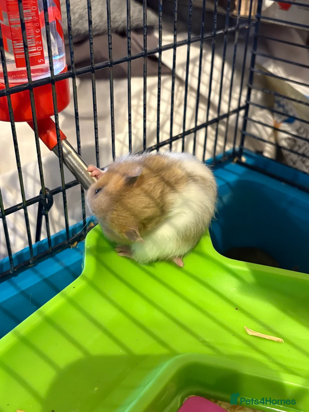 Hamster rodents for sale: Baby hamsters for sale - Advert 9