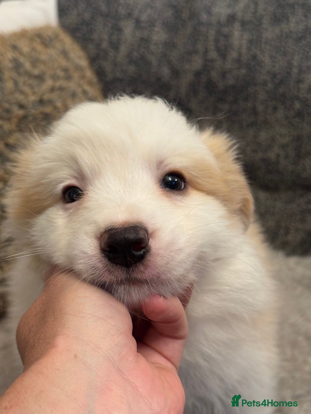 Border Collie dogs for sale: Pure Bred Border Collie Puppies For Sale - Advert 20