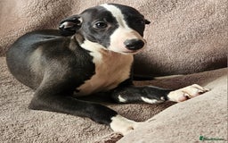Whippet dogs for sale: **Ready now**KC HEART AND HEALTH TESTED WHIPPETS - Image 15