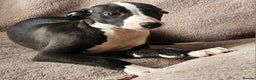 Whippet dogs for sale: **Ready now**KC HEART AND HEALTH TESTED WHIPPETS - Advert 4