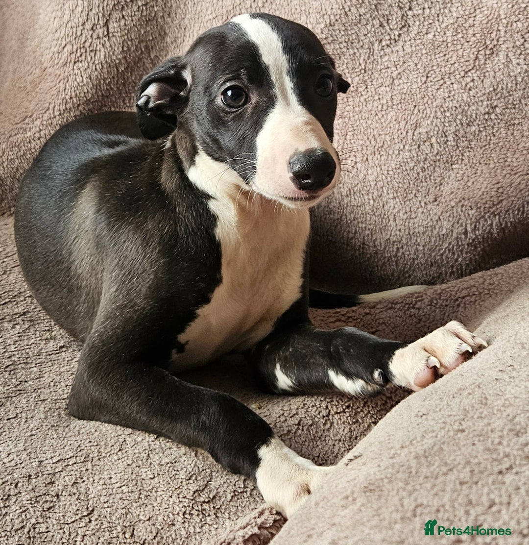 Whippet dogs for sale: **Ready now**KC HEART AND HEALTH TESTED WHIPPETS - Image 15