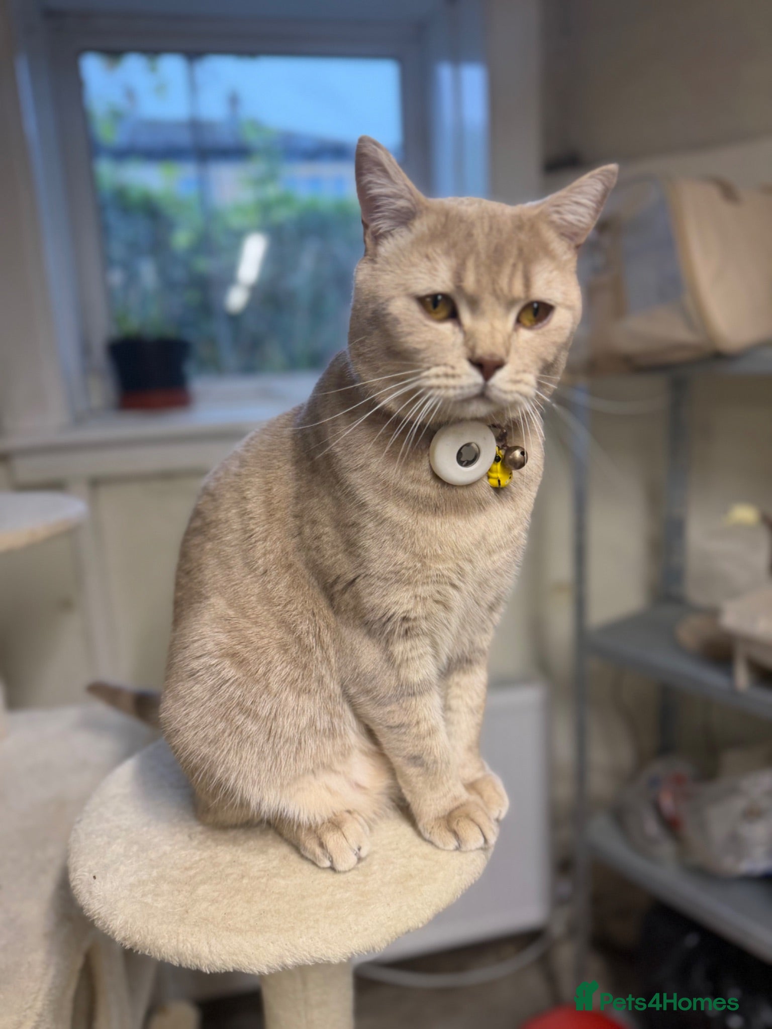 Mixed Breed cats Male Cat for sale 18 months old - Advert 16