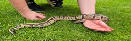 Python Snake reptiles for sale: Beautiful ball phyton 18 months old  in Coalville - Advert 4