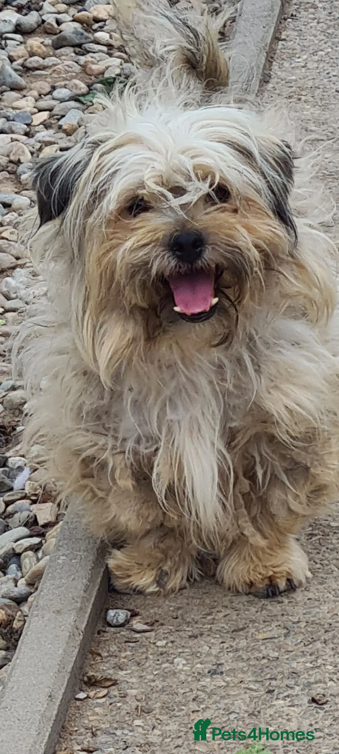 Mixed Breed dogs for adoption: Casper 5kg male in Hull - Advert 3