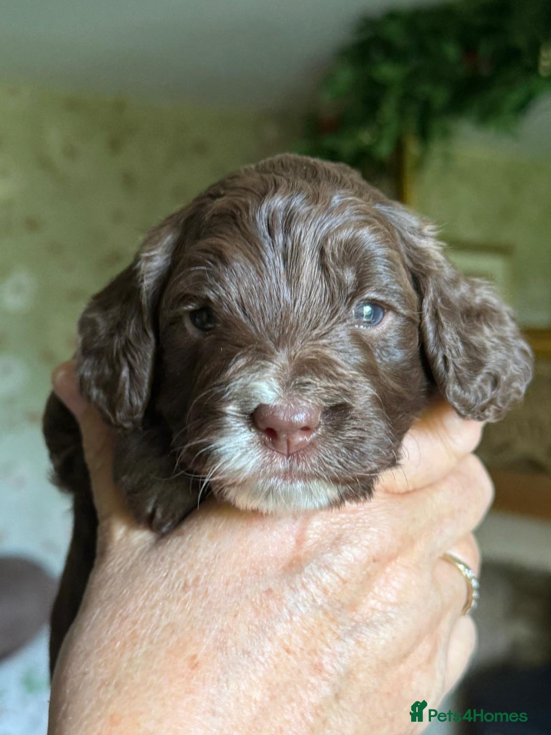 Cockapoo dogs for sale: F1 Cockapoos 5⭐️ Licensed Breeder Fully DNA Tested - Advert 22
