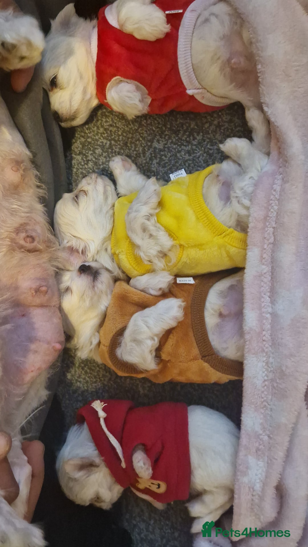 Maltese dogs for sale: Toy size miniture Maltese  🐶 💖  - Advert 11