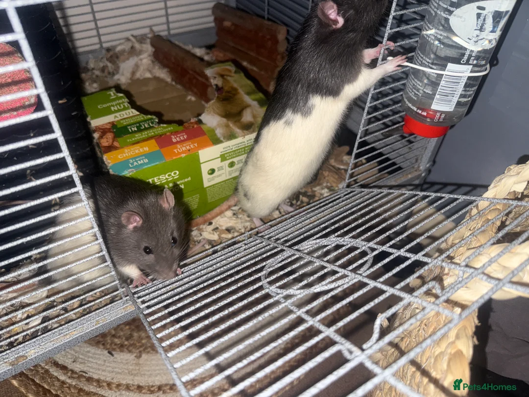 Rat rodents for sale: 2 male rats‼️URGENT need of home, free of cost‼️ - Advert 2