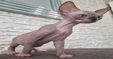 Sphynx cats in Leicester - Advert 8
