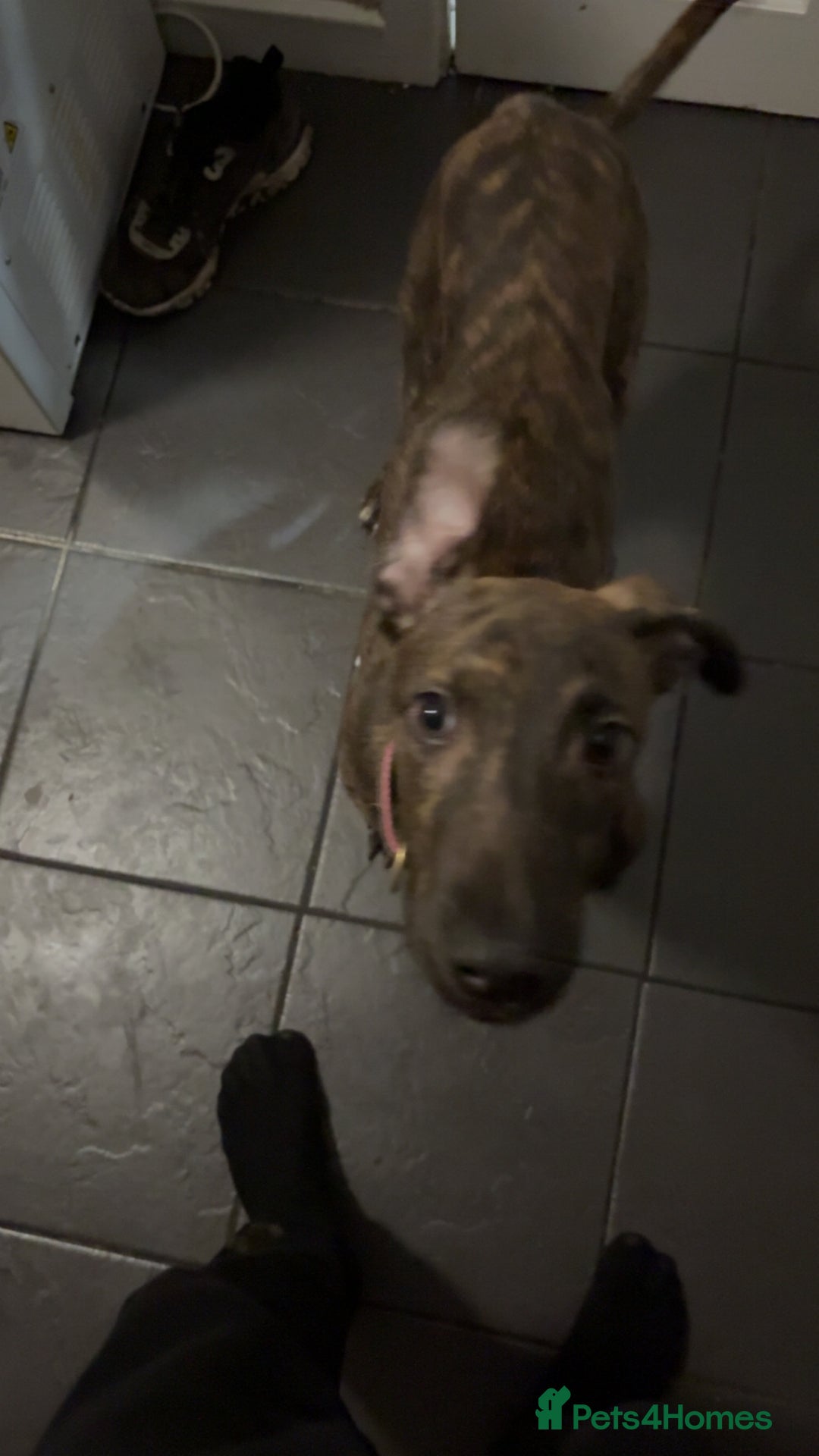 Mixed Breed dogs for sale: For Sale dearhound greyhound bull - Advert 3