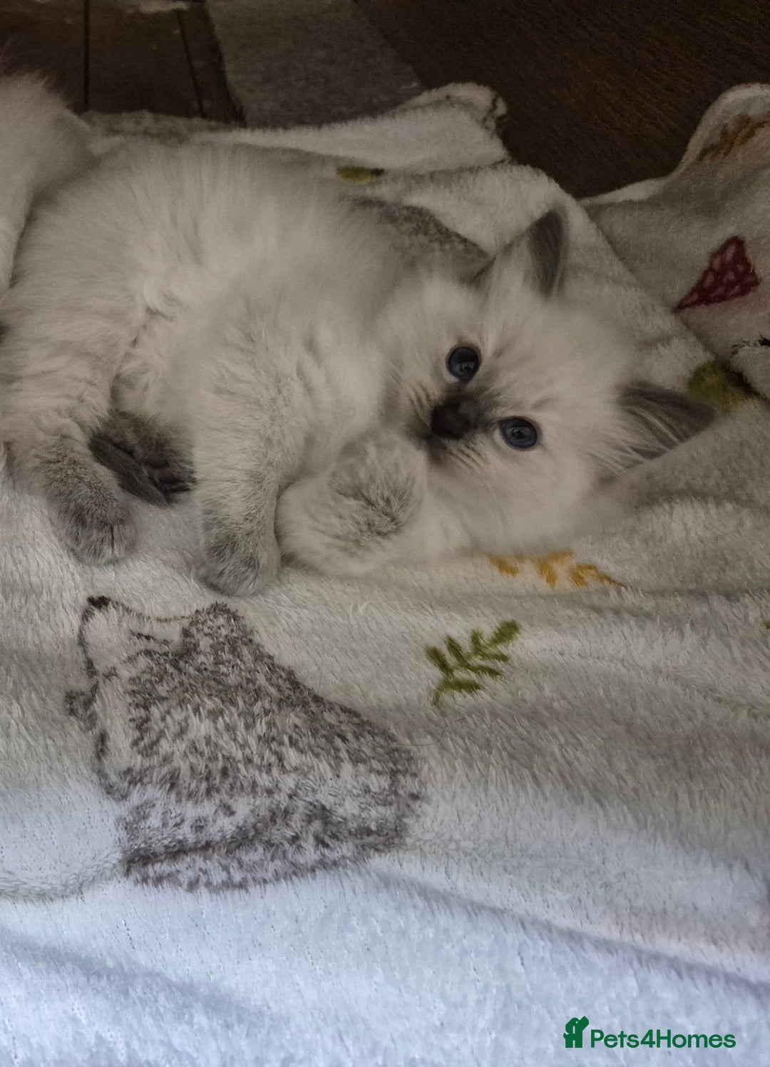 Ragdoll cats for sale: Pure ragdoll male kittens - Advert 3